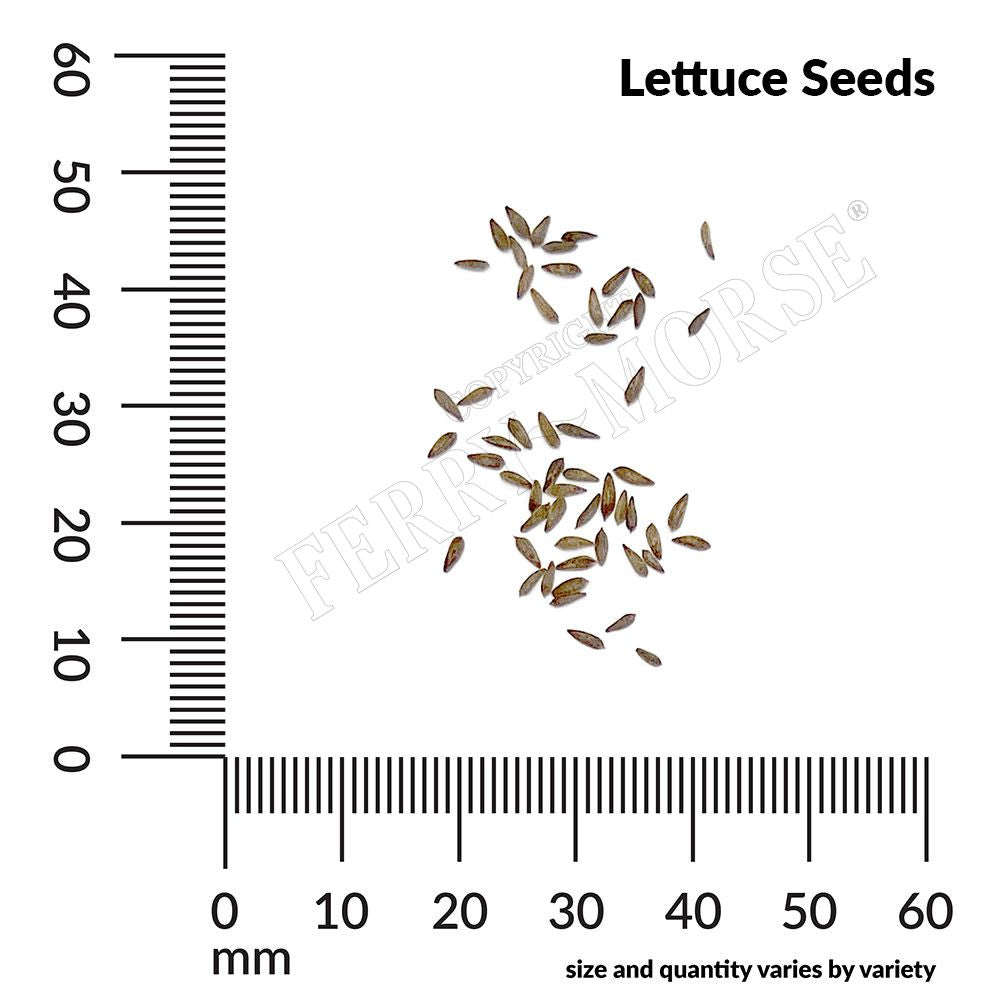 Lettuce seed spill and measurement